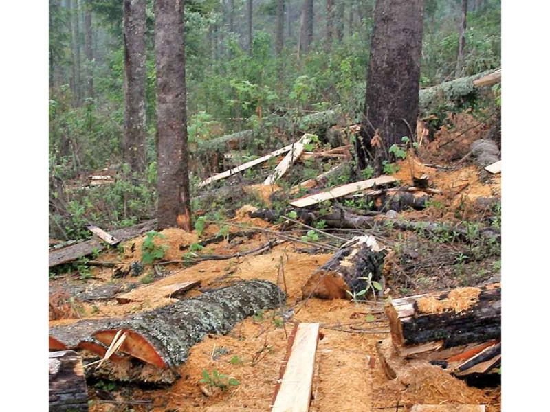 Narco controla tala ilegal de bosques en cuatro estados