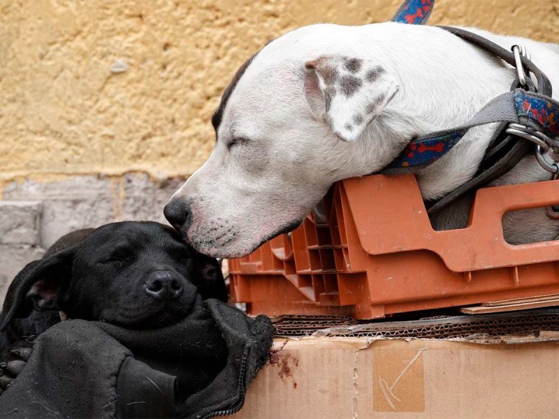 Investigan en NL envenenamiento a animales rescatados con comida donada