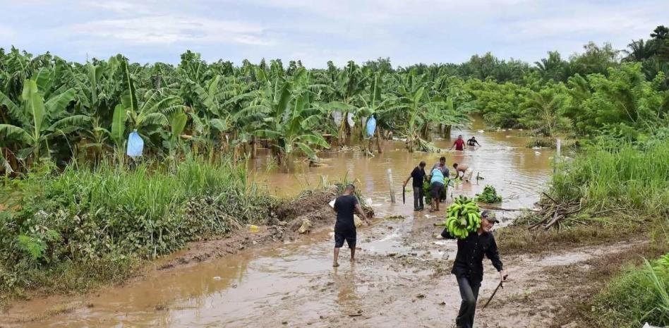 Caos climático ocasiona pérdidas de 123,000 mdd al año en agricultura y ganadería: FAO
