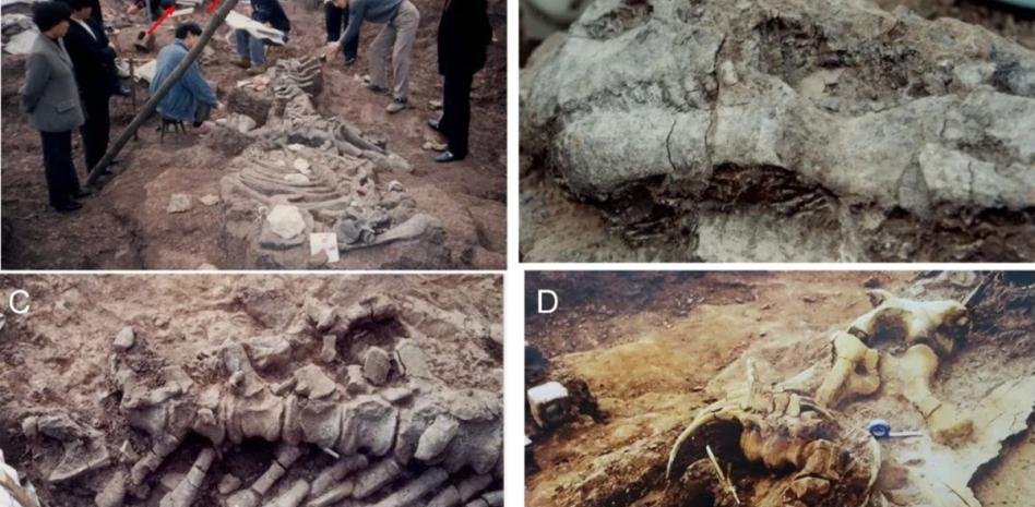 Descubren en China grupo conjunto de huevos y adultos de dinosaurios más antiguo del mundo