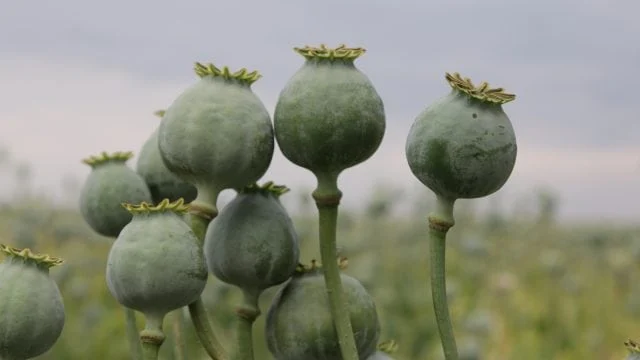 Europa experimentará un cambio en el mercado de opioides tras el veto talibán a la heroína