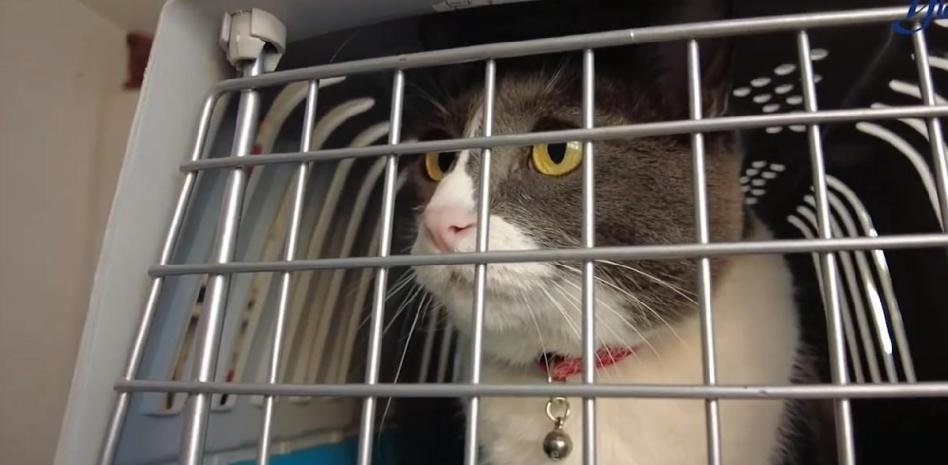 Alerta sanitaria: gato ‘radioactivo’ enciende las alarmas en Japón
