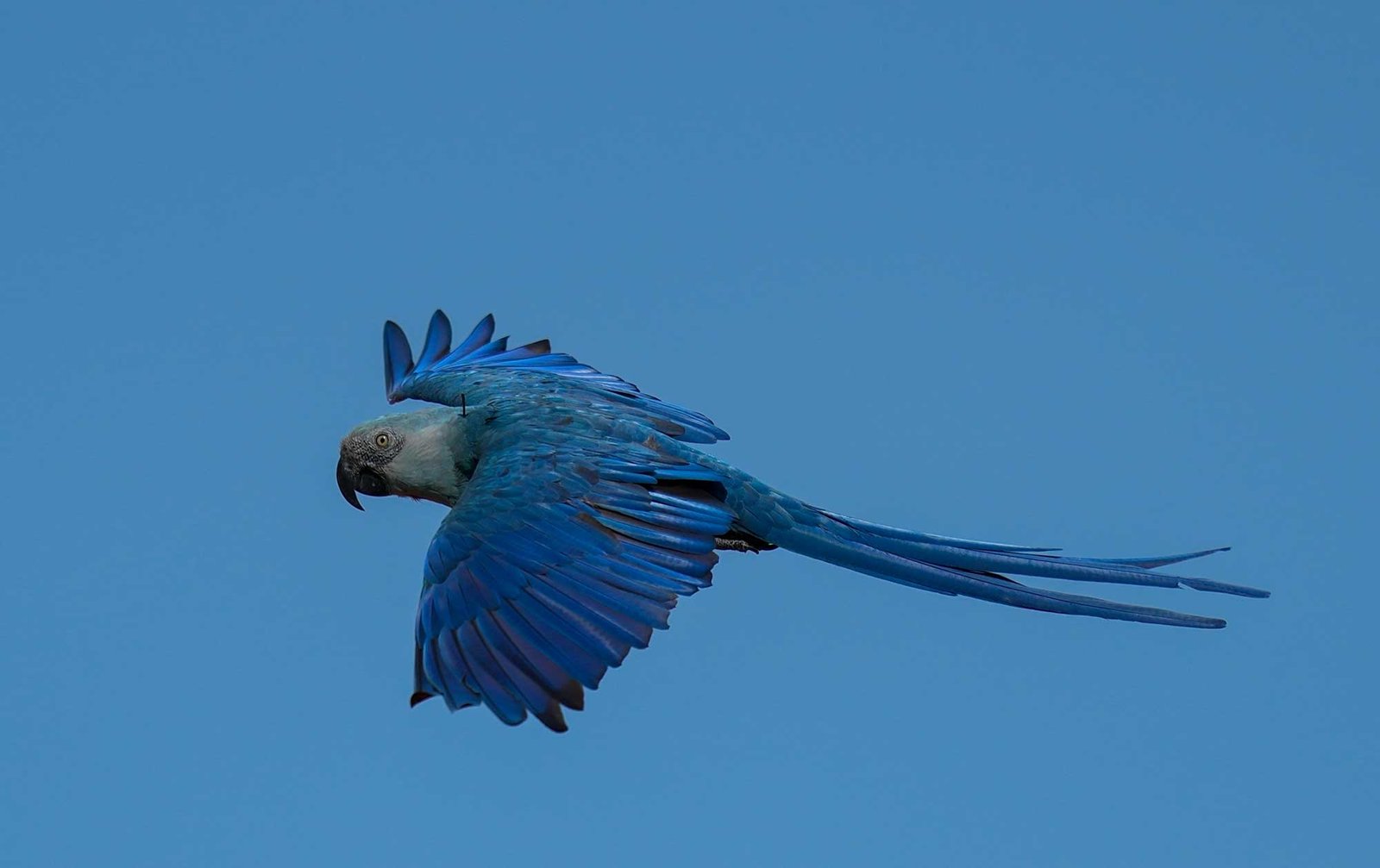 Amenaza cambio climático recuperación del guacamayo de Spix de Brasil