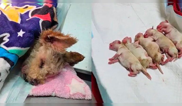La emotiva historia de «Cereza», la perla canina que luchó contra el destino y vivió para ver nacer a su camada después del dramático rescate en CDMX.