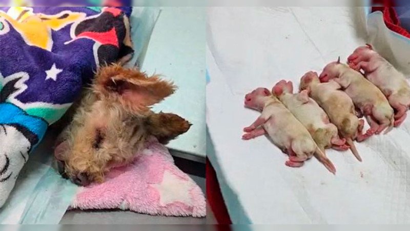 La emotiva historia de «Cereza», la perla canina que luchó contra el destino y vivió para ver nacer a su camada después del dramático rescate en CDMX.