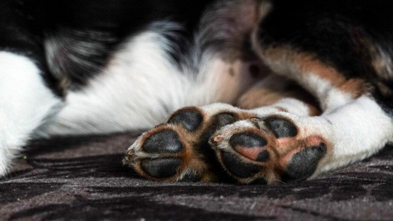 Tragedia animal en San José Iturbide: Mueren 20 mascotas inocentes en una operación misteriosa que genera alarma y dolor en la comunidad